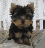 Yorkie